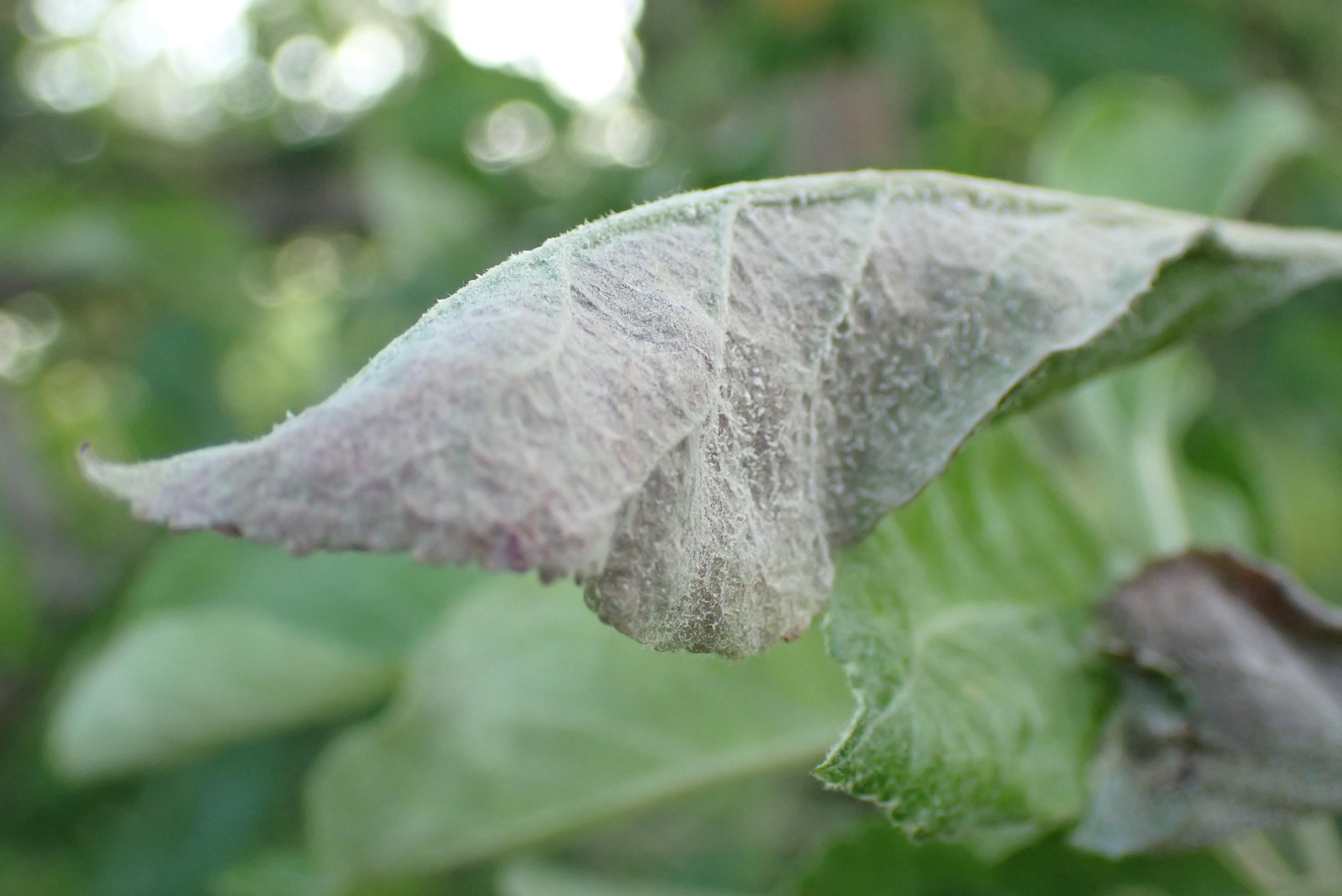 Mildew Sample 1