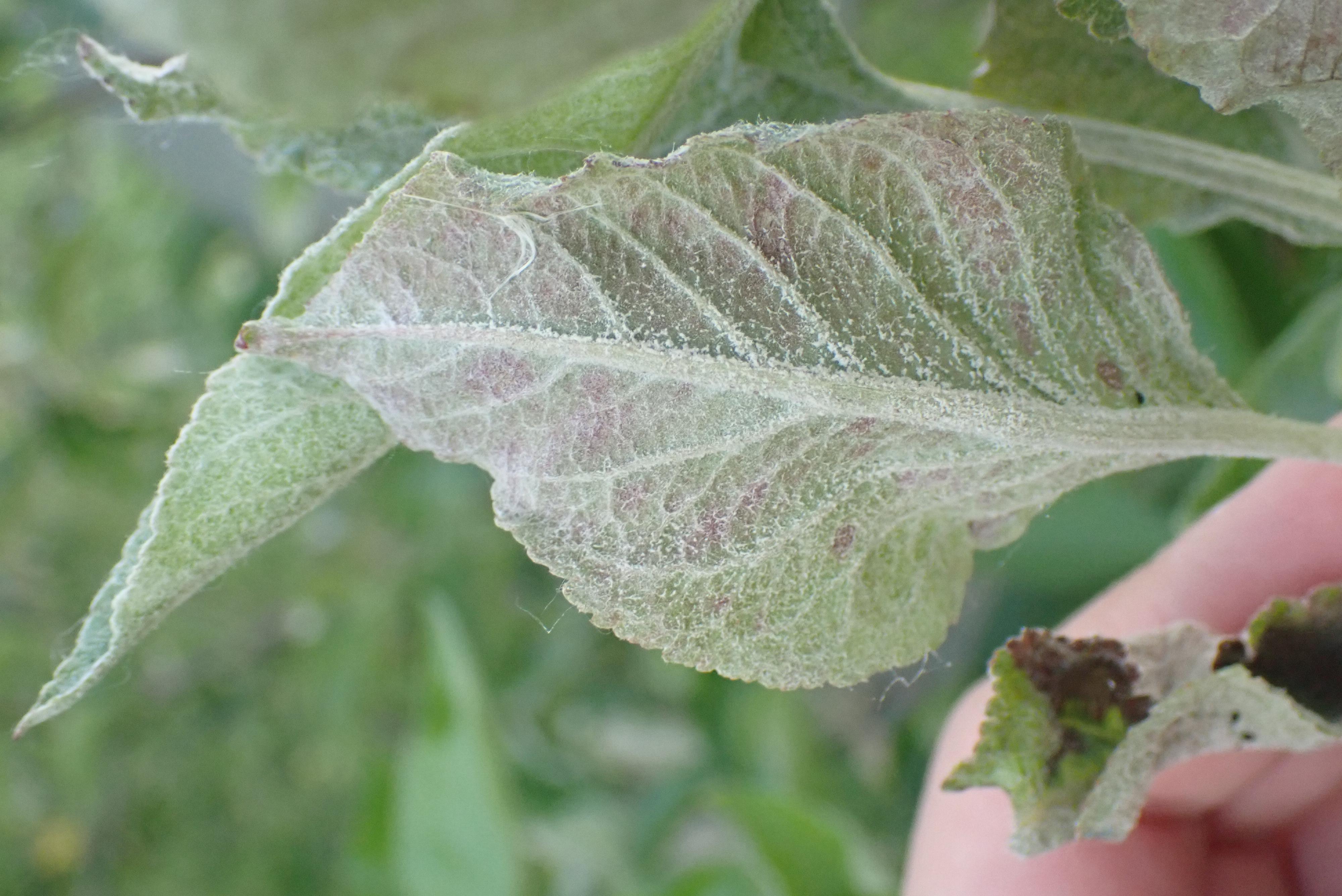Mildew Sample 2
