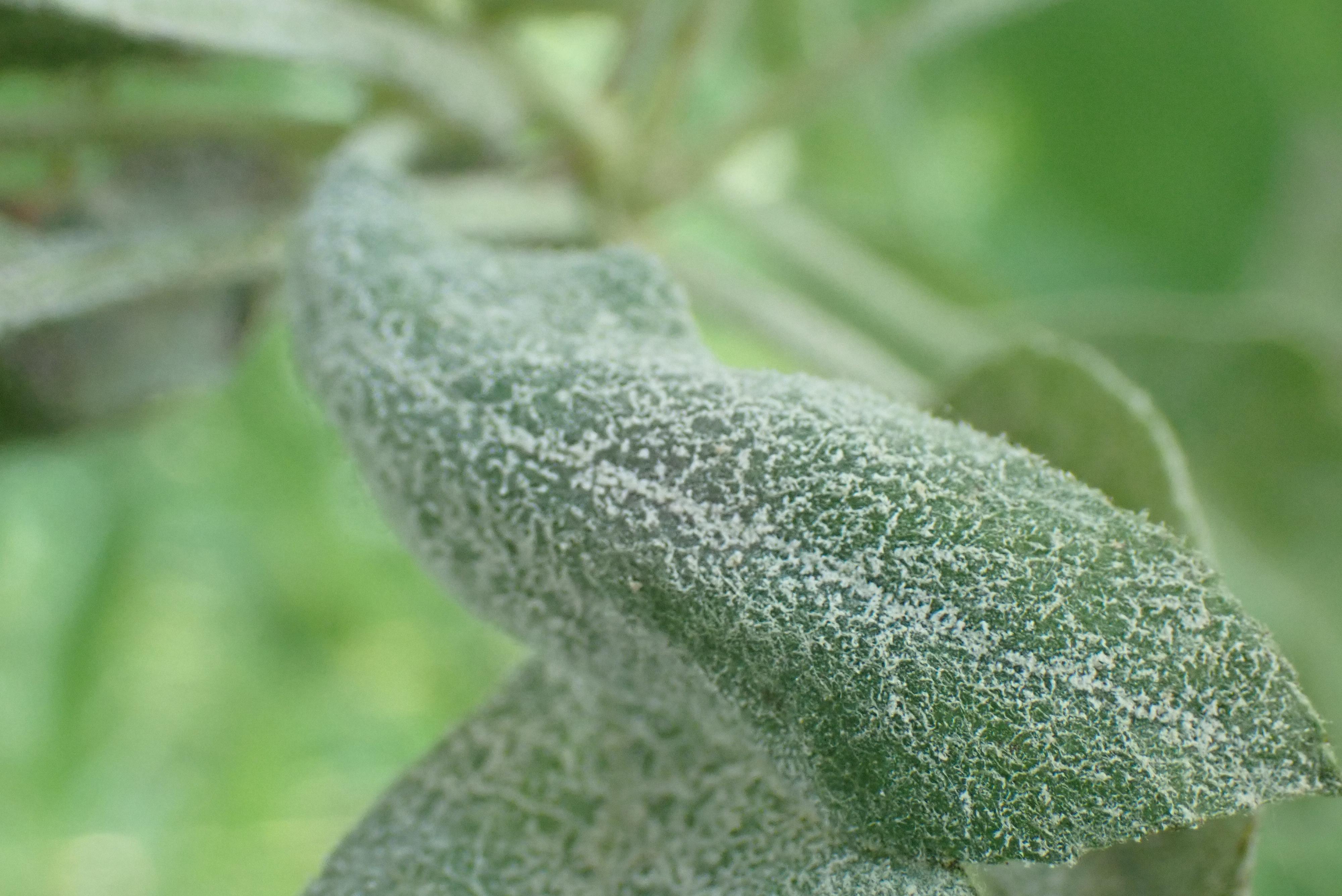 Mildew Sample 3